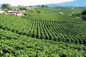 The Ups And Downs Of Coffee Production English Through The News Vietnam News Politics Business Economy Society Life Sports Vietnam News