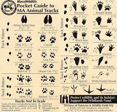 Animal Tracks And Other Wildlife Signs Animal Tracks Walking In Nature Camping Survival