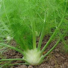 Image result for Foeniculum vulgare