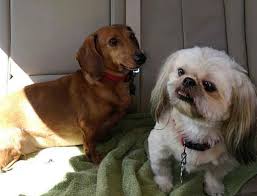 Join our community of paw lovers across the u.s. Sanford Nc Dachshund Meet Rudy A Pet For Adoption
