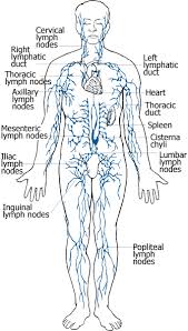 Lymph Node Location Lymphatic System Lymphatic Drainage Massage Lymphatic Massage