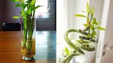 Image result for lucky bamboo bambu