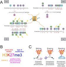 Proteins are synthesized by ribosomes translating mrna into polypeptide chains, which may then undergo ptm to form the mature protein product. Deciphering The Histone Code To Build The Genome Structure Biorxiv