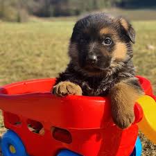 Five males and two females. German Shepherd Breeder Haus Amberg Shepherds About Us German Shepherd Breeder Puppies For Sale Haus Amberg Shepherds