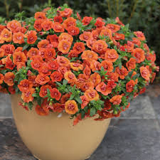 Best orange flowers for your garden. 15 Orange Flowers For Your Garden Proven Winners