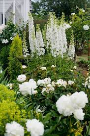 A Vignette Of White Delphinium Stalks Peonies And Roses In The Sissinghurst Style White Garden Behind The Farmhouse On White Gardens Moon Garden White Plants