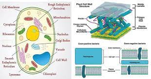 Cell Organelles Structure And Functions With Labeled Diagram In 2021 Cell Organelles Organelles Plant Cell Organelles