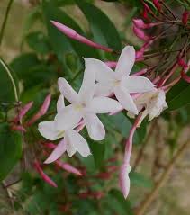 Image result for Jasminum schimperi