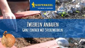 Zwiebeln können ab ende märz an einen geschützten platz im garten gesteckt werden. Zwiebeln Richtig Anbauen Zwiebeln Stecken Youtube