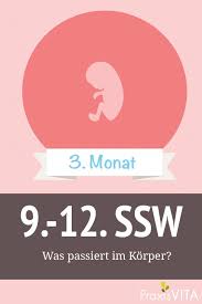 Eigene darstellung nach chortatos, a. 11 Ssw Schwindel Tritt Jetzt Haufig Auf Praxisvita De 11 Ssw 10 Ssw Bauch Ssw