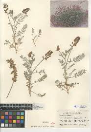 Image result for Astragalus atropilosulus