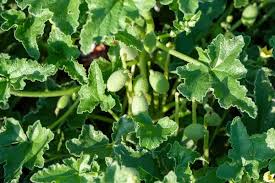 Image result for Grona setigera