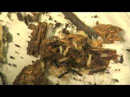 Extinguish plus fire ant bait is our most popular selling fire ant control product. Asian Needle Ants Attacking Termites Youtube
