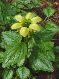 Image result for Lamium galeobdolon