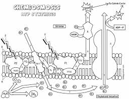 Use This Coloring Worksheet To Explore How Plant Cells Harvest Energy Form The Sun To Generate Atp In The Process Known As Photosynthesis Cell Processes Color
