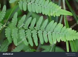 Image result for Histiopteris