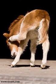 Baby Is The Name Of This Horse Baby Horses Horses Beautiful Horses
