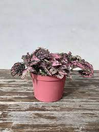 6 Pink Polka Dot Plant Hypoestes Phyllostachya Live Etsy Variegated Plants Pink Plant Hanging Plants