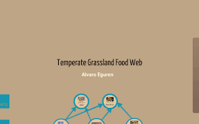 Food chain and food web represent how living organisms feed to get the energy that sustains their growth, reproduction, and movement in their respective ecological systems. Temperate Grassland Food Web By Alvaro Eguren