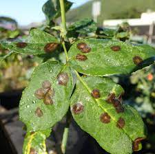 This condition is caused by calcium deficiency and starts as a light green or yellow sunken spot and extends to a larger collapsed area that eventually turns black. Identify And Control Black Spot