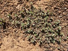 Image result for Bergia