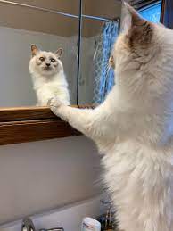 He also makes eye contact with you if you stand behind him while hes looking in a mirror. Usually My Cat Ignores The Mirror Walked In The Bathroom And Caught Her Looking At Her Reflection Cats