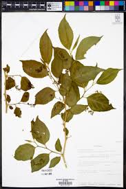 Image result for Erythrococca kirkii