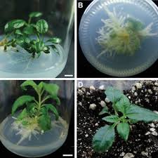 Induction of multiple shoots