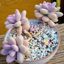 Image result for Ischaemum amethystinum