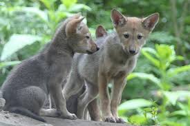Five red wolf puppies, named oak, cedar, sage, lily, and asher, born at the north carolina zoo this spring. Newborn Red Wolves 10 Born In New York For Endangered Species People Com
