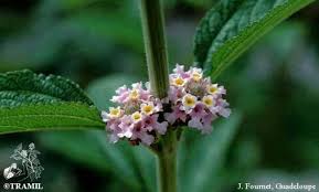 Image result for Lippia plicata