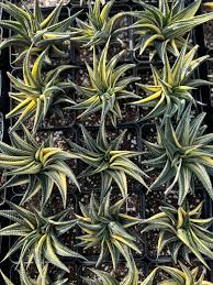 Image result for Haworthia limifolia