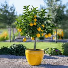 Image result for Citrus × limon