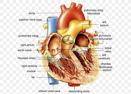 Internal organs diagram diagram of internal organs from the back electrical wiring diagram. Anatomy Of The Heart Anatomy Of The Heart Diagram Human Body Png 607x588px Watercolor Cartoon Flower