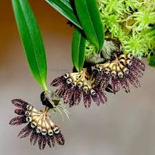 Image result for Bulbophyllum X chikukwa
