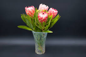 Image result for Protea argyrea