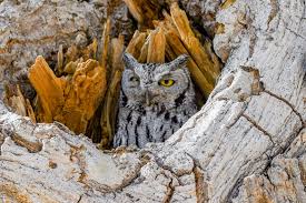 If there's no remains in the area, then i'd say the owl didn't do it. Easy Ideas For How To Attract Owls To Your Yard