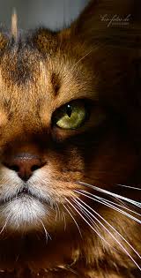 Peaceful Eyes Cats Beautiful Cats Cat Photography