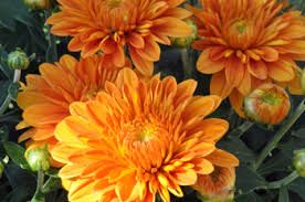 Mums can be transplanted into containers, planted in the ground or raised beds. Garden Mums Provide Fall Color