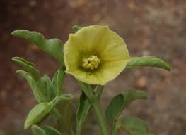 Image result for Physalis viscosa