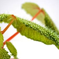 Image result for Begonia rostrata