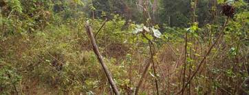 Image result for Lettowianthus stellatus