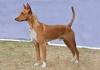 Star Mountain Kennel – Happy, Healthy, Hardy Dogs Bred for ...