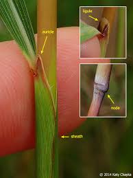 Image result for Sorghastrum