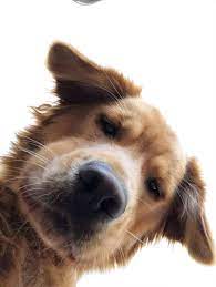 Today Parmesan Took His First Selfie Really Cute Dogs Baby Dogs Cutee Animals