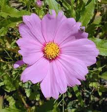 Image result for Cosmos bipinnatus