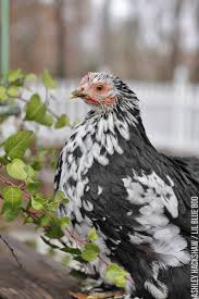 Black with some of the feathers ending with a white v. Backyard Chickens The Ruffliest Mottled Cochins Lil Blue Boo