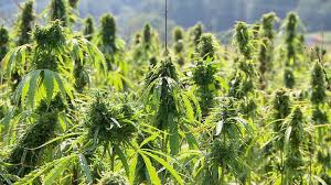 It is one of 113 identified cannabinoids in cannabis plants, along with tetrahydrocannabinol (thc). Was Bei Cbd Produkten Zu Beachten Ist Landesschau Rheinland Pfalz Swr Fernsehen