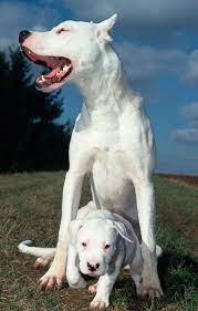 The dogo argentino is a strong, fierce and still loving breed. What Dogs Are Dangerous And Which Breeds Are Banned In The Uk