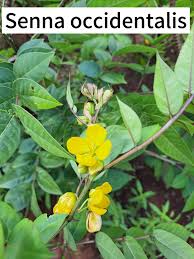 Image result for Habenaria huillensis